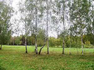 Березовая роща