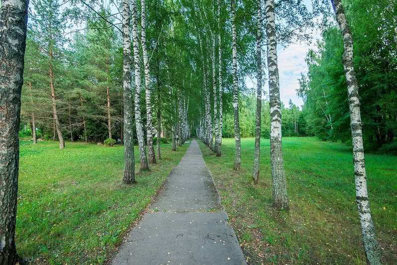 Березовая роща