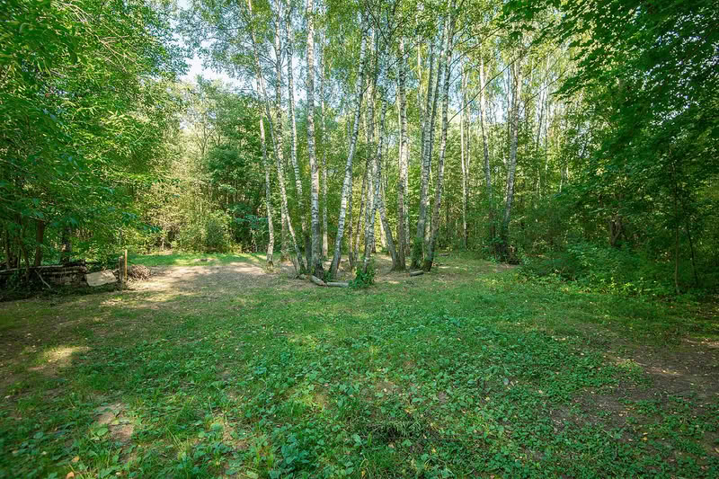 Березовая роща