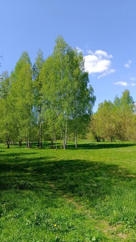 Березовая роща